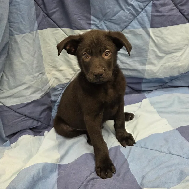 An adult large-sized male Black German Shepherd Dog dog named Professor X for adoption in Pontiac, IL