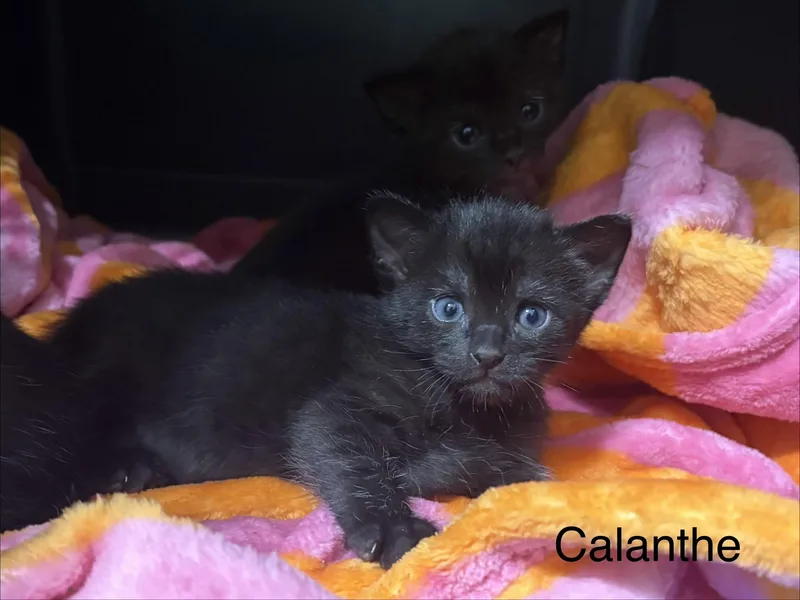 Calanthe thumbnail 4