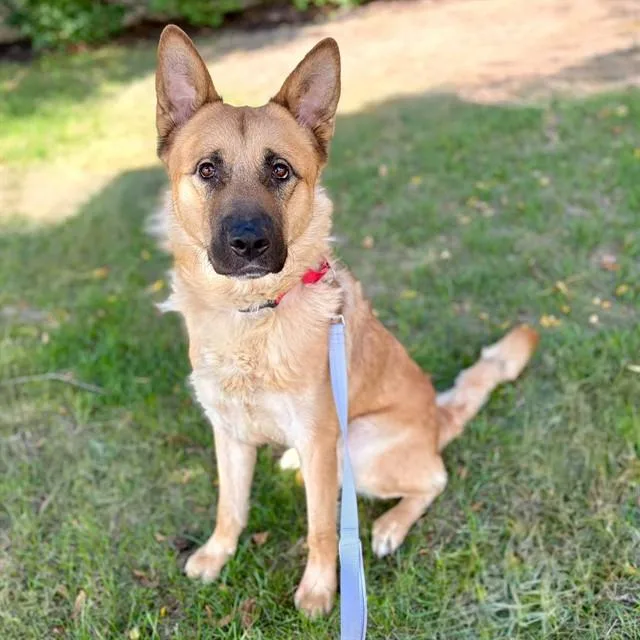A young large-sized male German Shepherd Dog dog named Tonka for adoption in Minneapolis, MN
