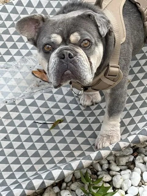 Winston The Slowmotion Snugglebug thumbnail 5