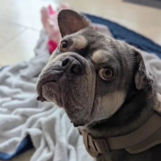 Winston The Slowmotion Snugglebug thumbnail 6