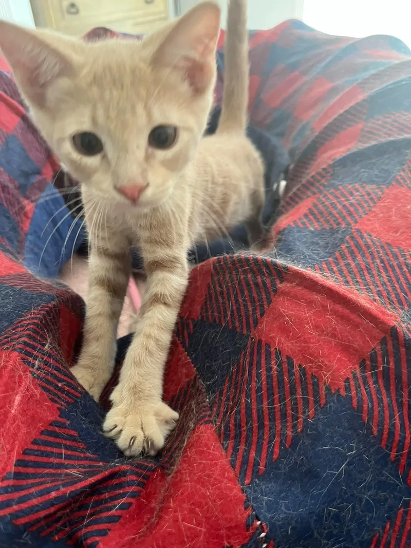 Cayenne
