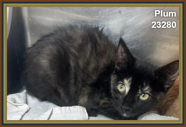 A baby medium-sized female Tortoiseshell Domestic Short Hair cat named Plum for adoption in Marietta, GA