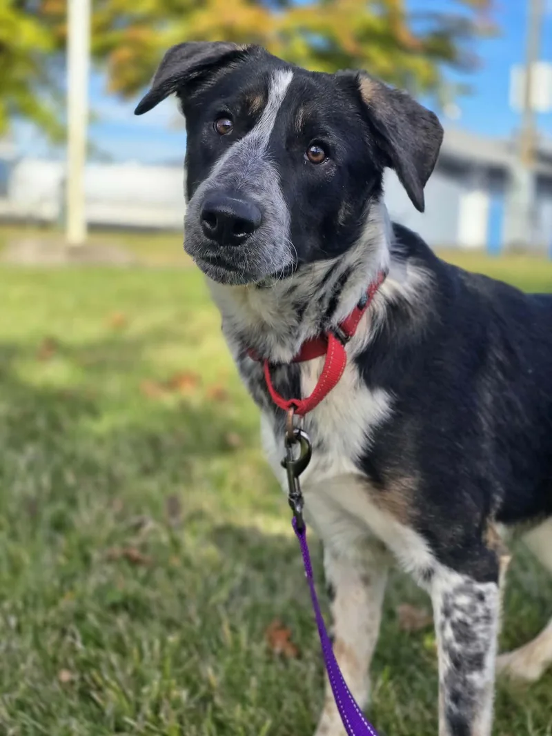 A baby medium-sized male Border Collie dog named Everest for adoption in Grants Pass, OR