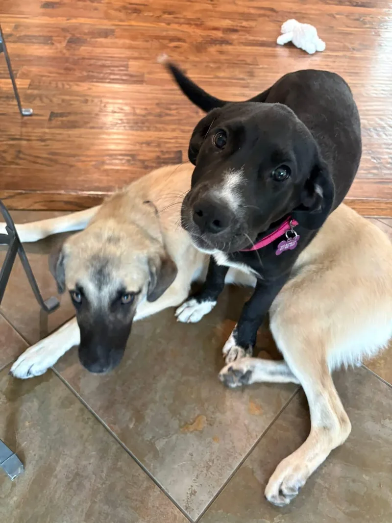 A baby medium-sized female Labrador Retriever dog named Marcie for adoption in Southlake, TX