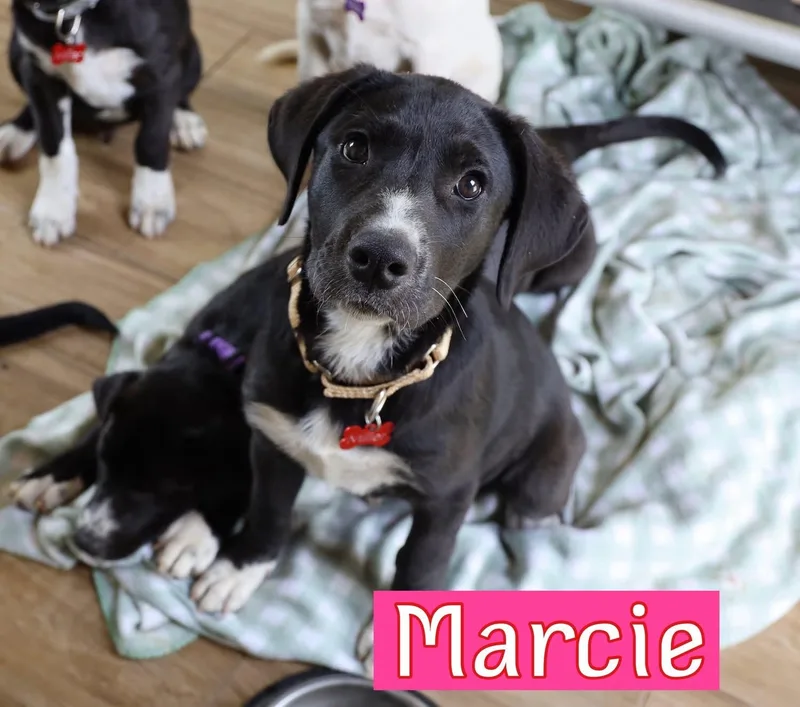 Marcie thumbnail 5