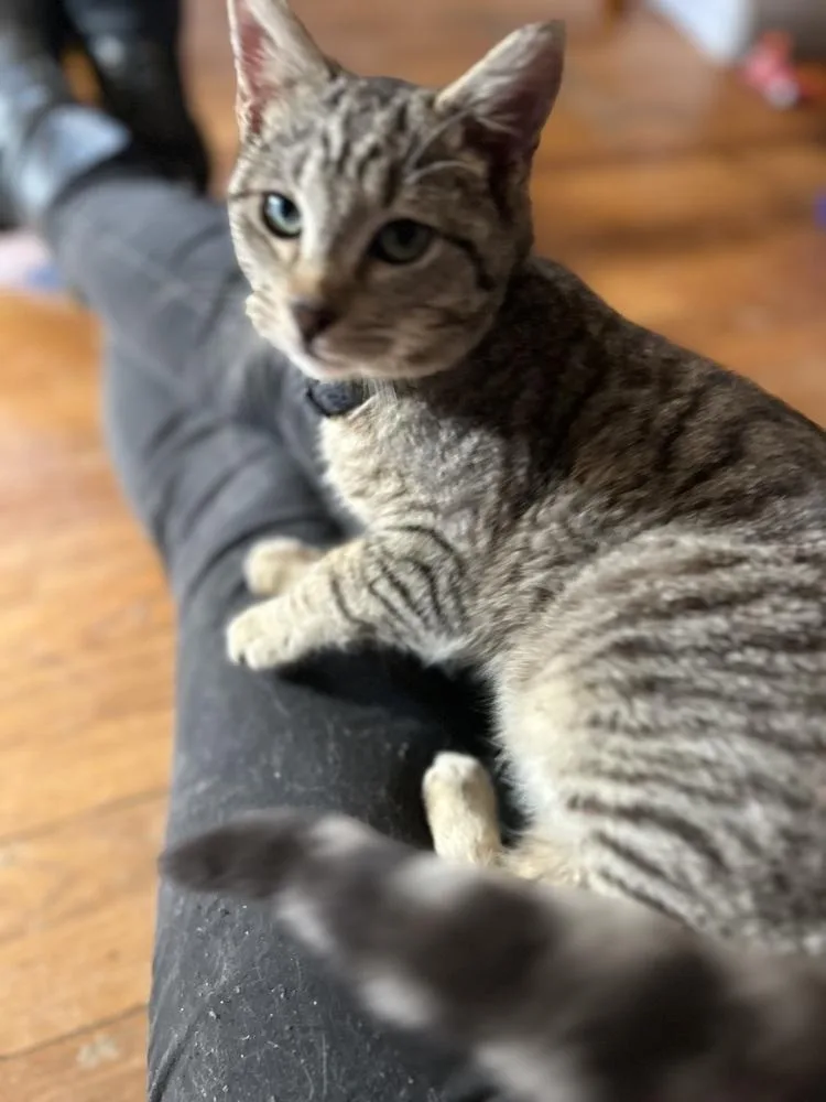 A young medium-sized male Domestic Short Hair cat named Dave for adoption in Emporia, KS