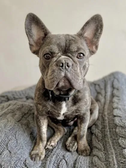 An adult medium-sized male Mixed Breed dog named Koda for adoption in West Chester, PA