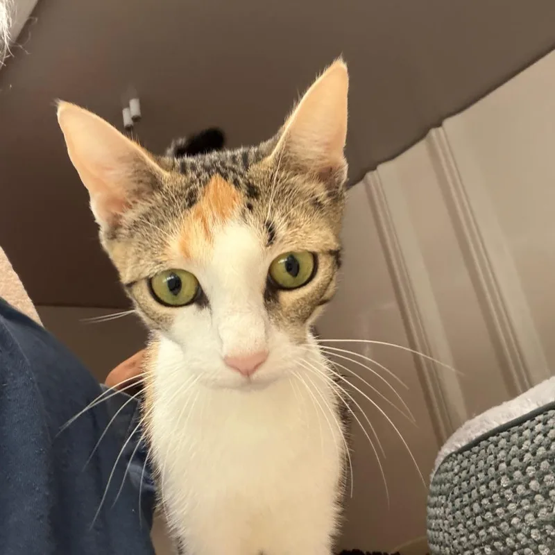 A young medium-sized female White Domestic Short Hair cat named Jasmine for adoption in Greensboro, GA