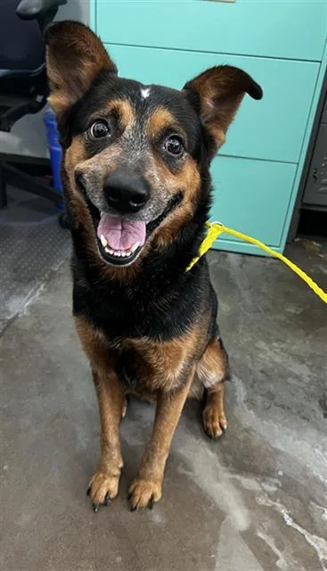 An adult large-sized male Mixed Breed dog named Chico for adoption in Dallas, TX