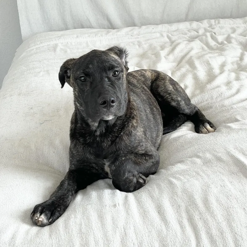 A baby large-sized female Mastiff dog named Perfect Gaia for adoption in Burlington, NC
