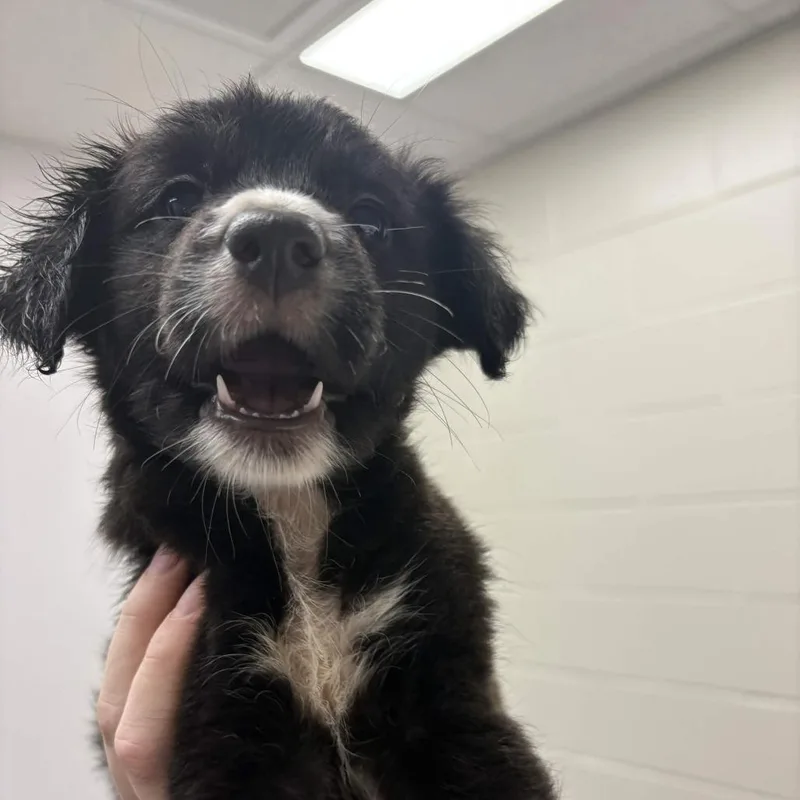 A baby small-sized female Black Labrador Retriever dog named C.j for adoption in Beaumont, TX