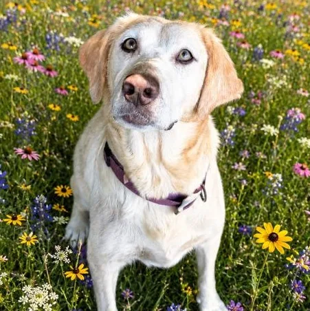 Lily Momma Evergreen  thumbnail 5
