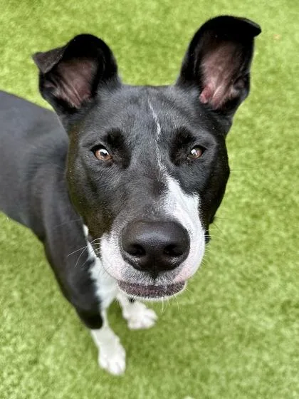 An adult large-sized female Black Mixed Breed dog named Denali for adoption in Wichita, KS