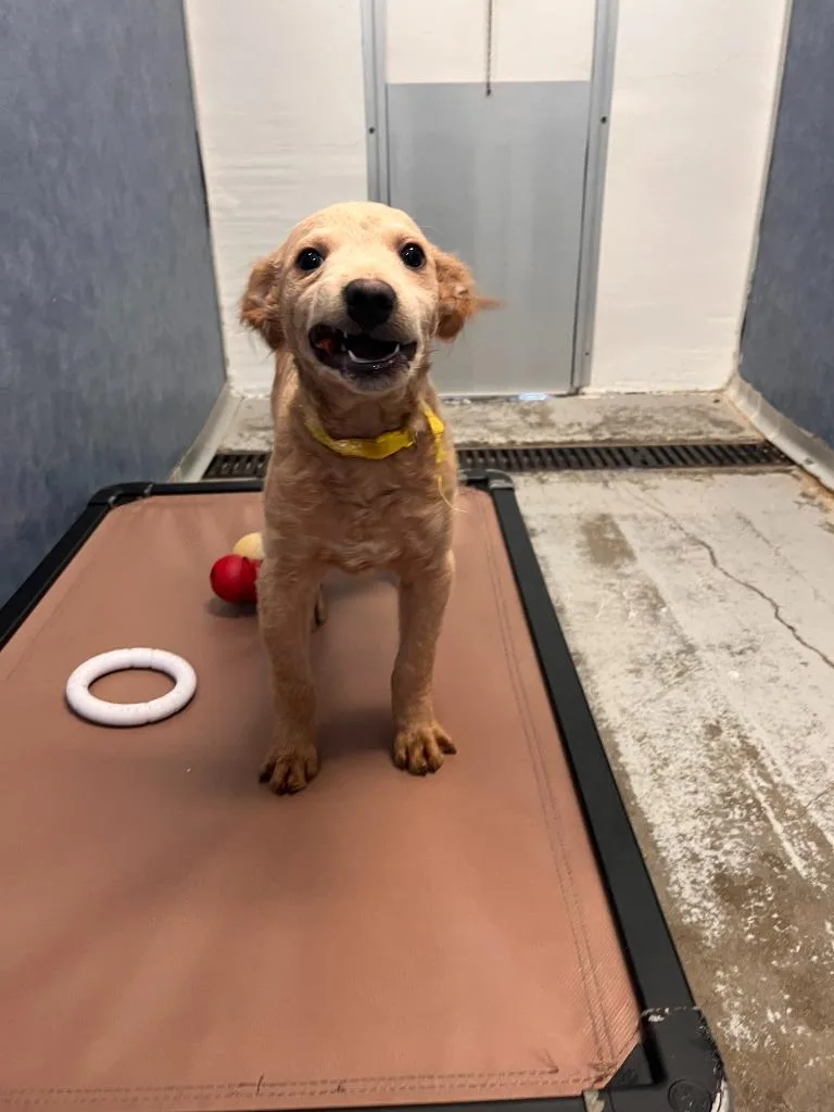 A baby small-sized male Poodle dog named Silvio for adoption in Los Angeles, CA