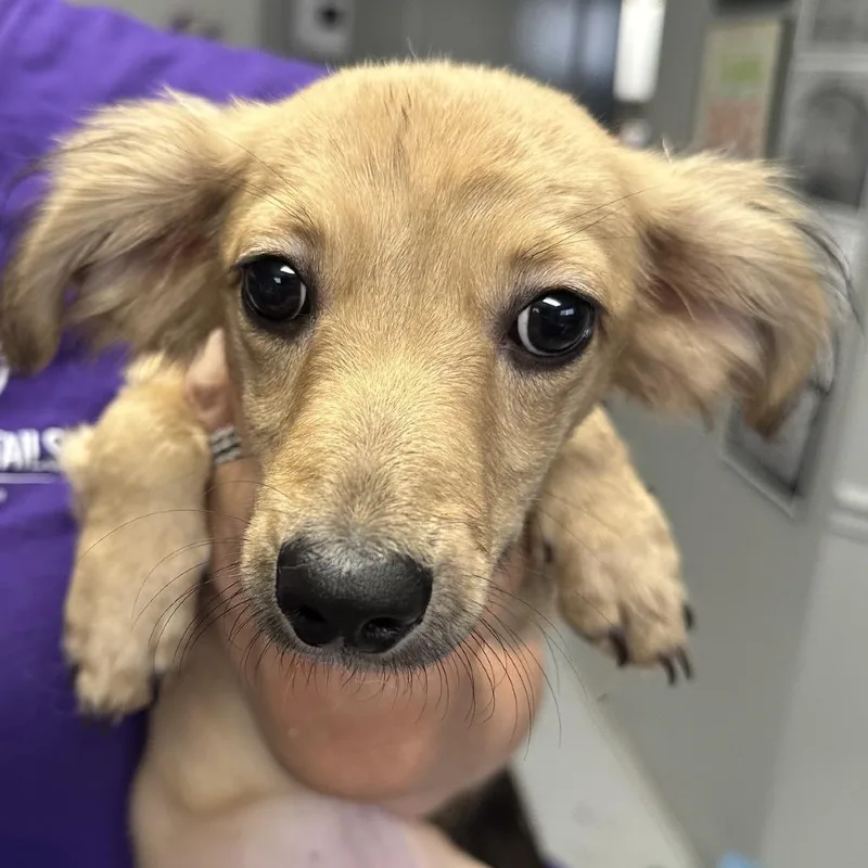 A young small-sized female White / Cream Dachshund dog named Gretel for adoption in Midland, TX