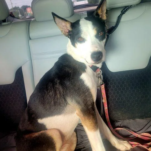 An adult medium-sized female Bicolor Australian Kelpie dog named Piper D for adoption in Frankfort, KY