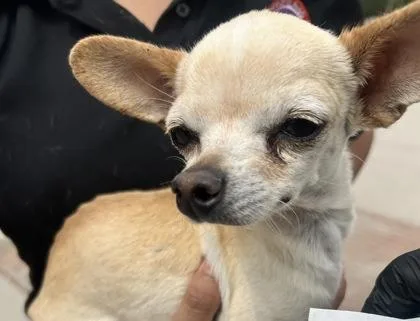 Chico