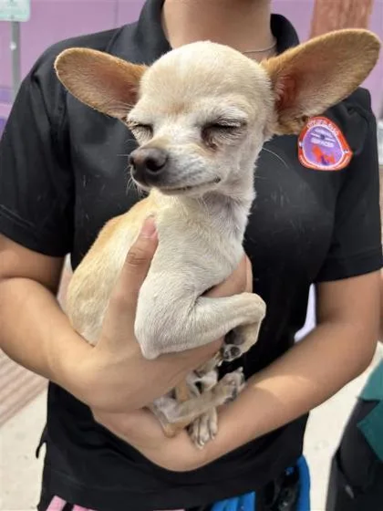 Chico thumbnail 3