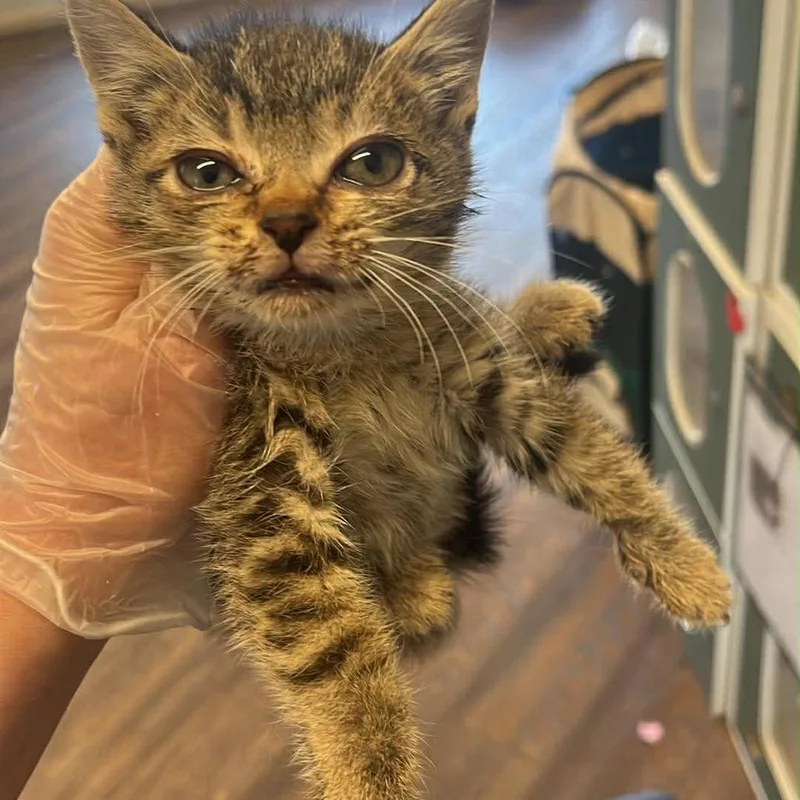 A baby small-sized female Brown / Chocolate Domestic Short Hair cat named Tigress for adoption in Pasadena , MD