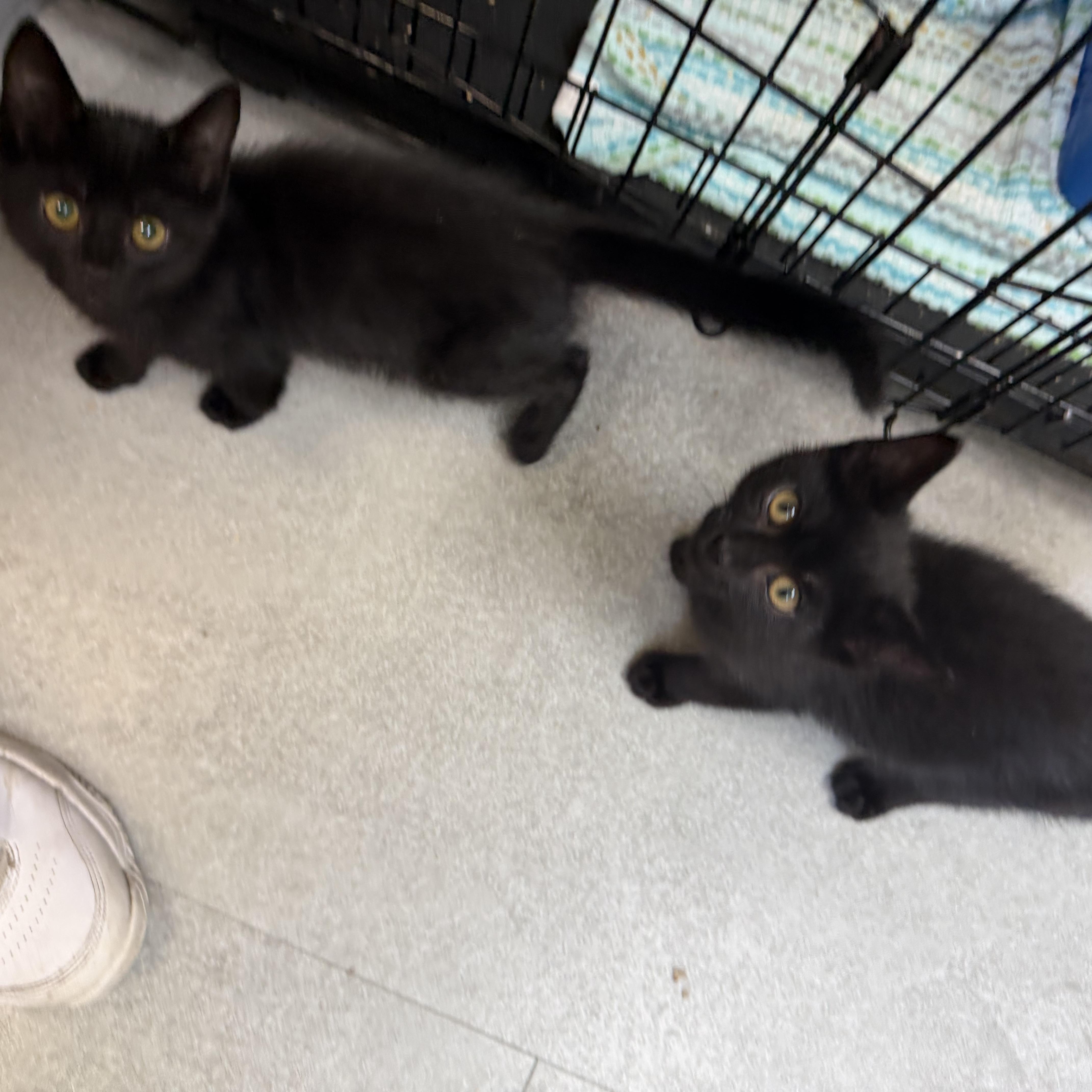 A baby medium-sized male Black Domestic Short Hair cat named Sabbath for adoption in Kent, WA