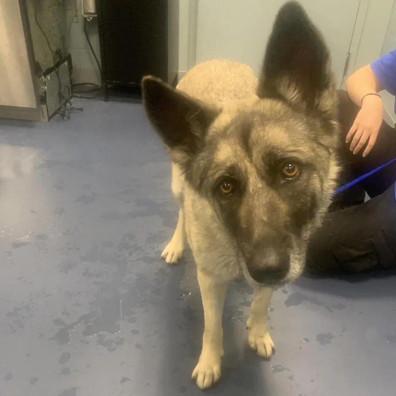 An adult medium-sized female Gray / Blue / Silver Shepherd dog named Brandy for adoption in Greensboro, NC