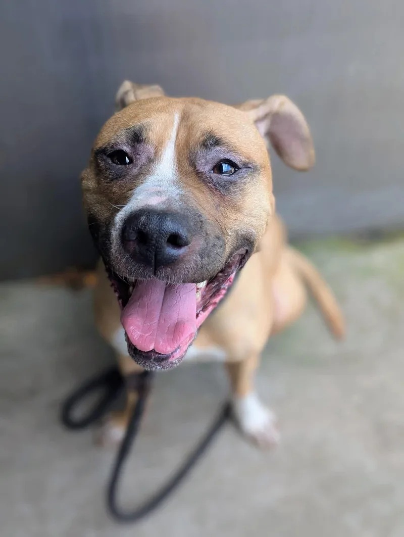 An adult medium-sized female Pit Bull Terrier dog named Svanasana for adoption in Chicago, IL