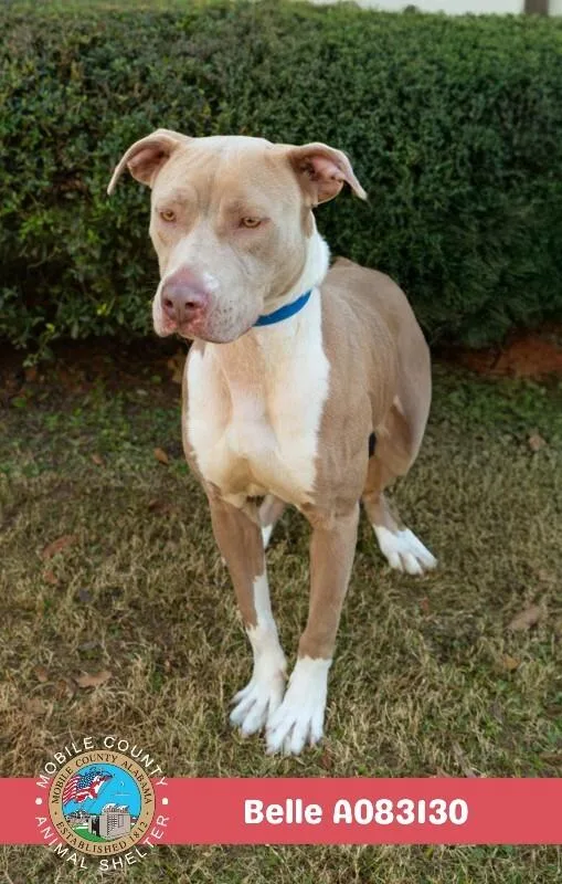 An adult medium-sized female Brown / Chocolate American Bulldog dog named Belle for adoption in Mobile, AL