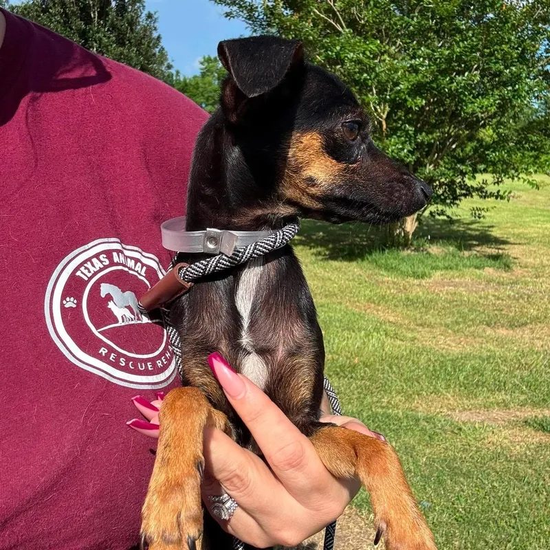 A young small-sized female Black Rat Terrier dog named Pippa for adoption in Crosby, TX