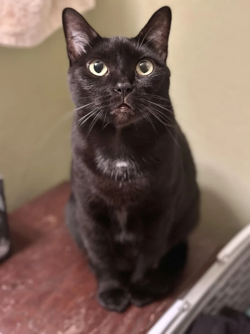 An adult medium-sized female Black Domestic Short Hair cat named Lil’ Bitsweet Girl !! for adoption in Port Orange, FL