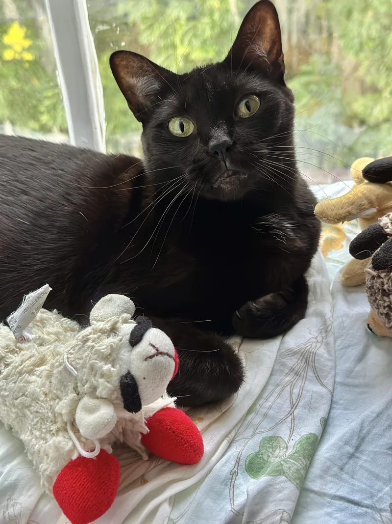 Lil’ Bitsweet Girl !! thumbnail 3