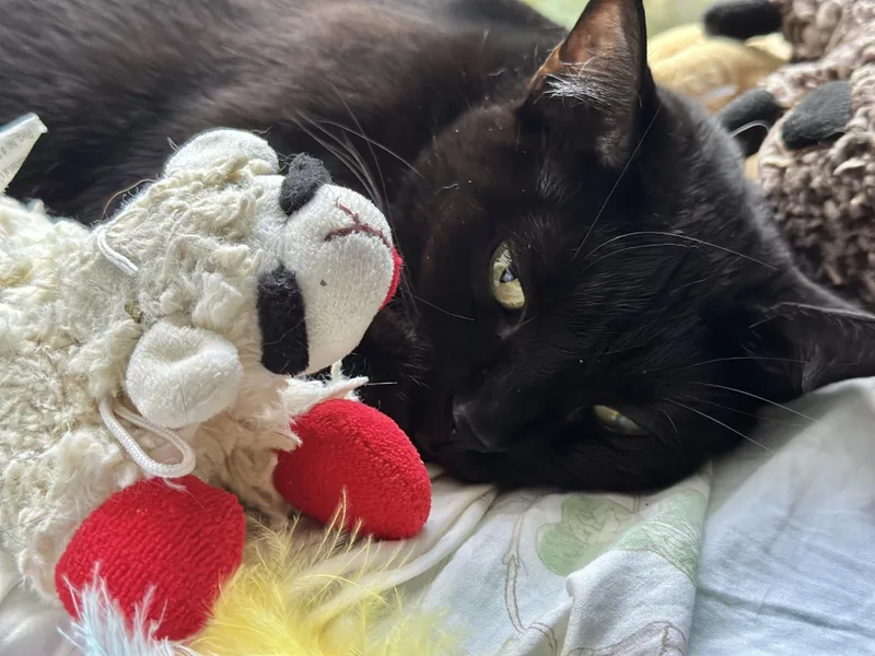 Lil’ Bitsweet Girl !! thumbnail 4