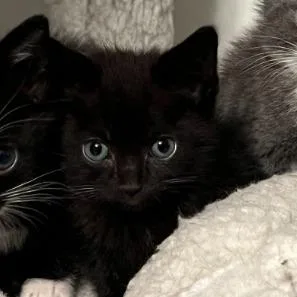 A baby small-sized female Black Domestic Short Hair cat named Tiny Teddy for adoption in Columbus, GA