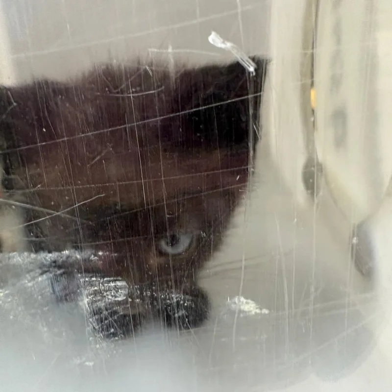 Tiny Teddy thumbnail 2