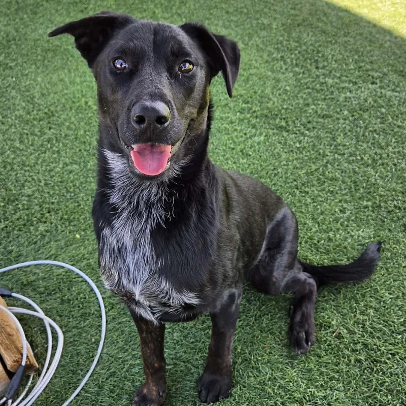 A young medium-sized male Black Shepherd dog named Rocket for adoption in Sparta, WI