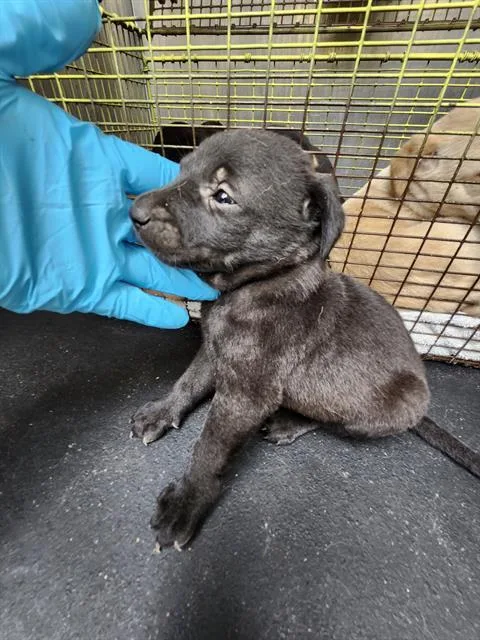 A baby small-sized male Labrador Retriever dog named Dumpling for adoption in San Antonio, TX