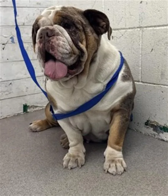 An adult small-sized female English Bulldog dog named Bailey for adoption in San Bernardino, CA