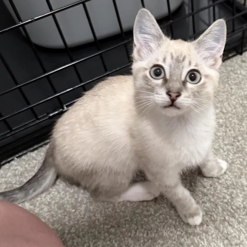 A baby medium-sized female Tabby (Gray / Blue / Silver) Domestic Short Hair cat named Mimosa for adoption in Midvale, UT