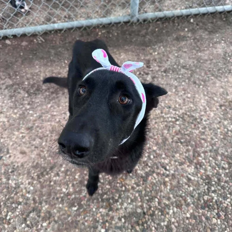 An adult medium-sized female Black Shepherd dog named Moon for adoption in Aurora, CO