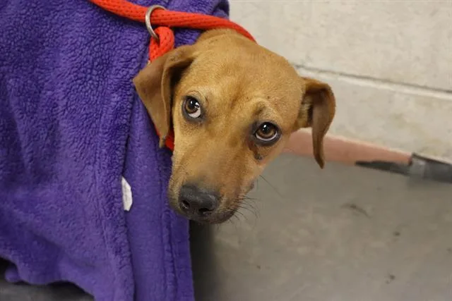 A young medium-sized female Mixed Breed dog named Mississippi for adoption in Columbia, SC