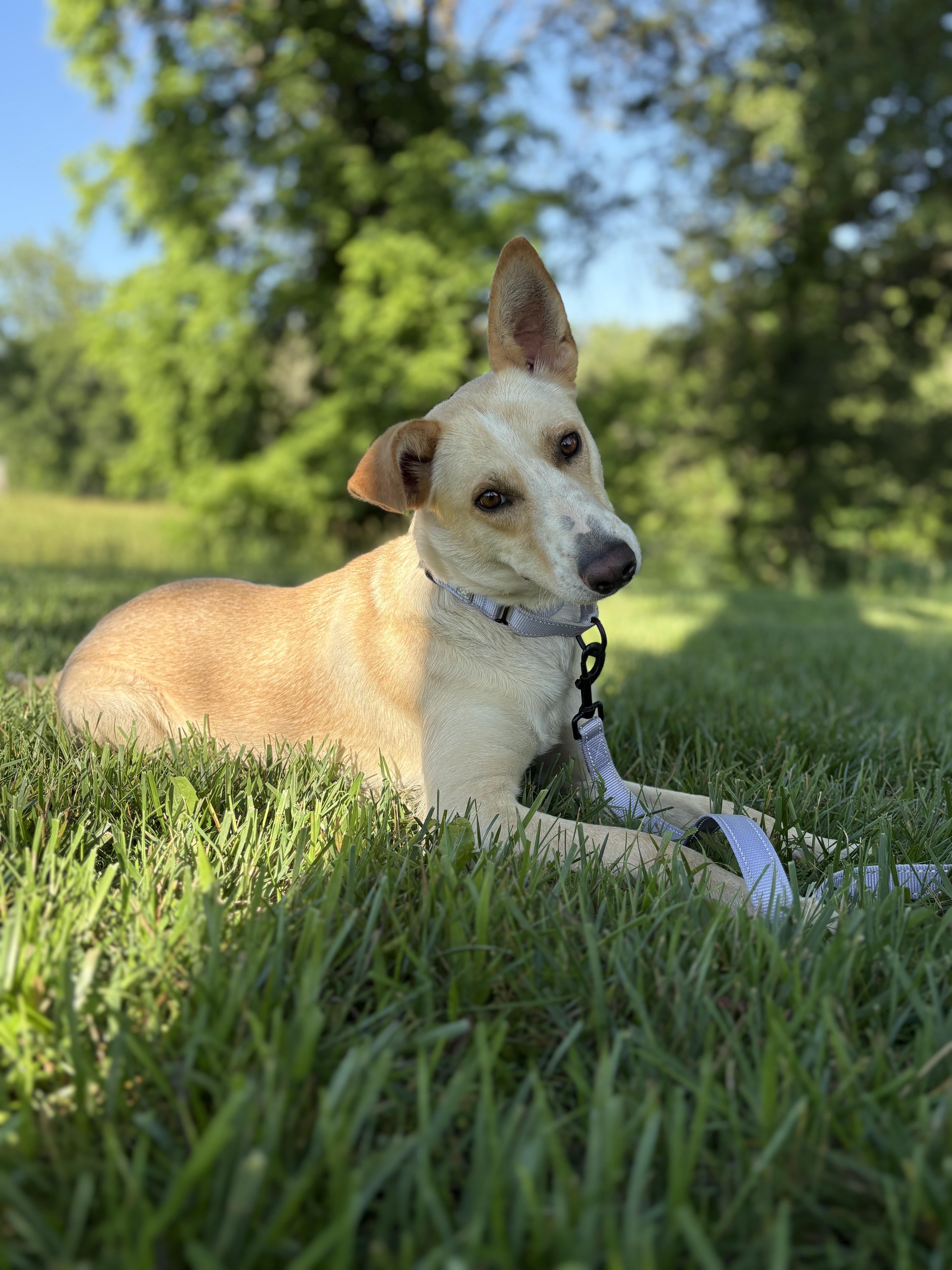 A young medium-sized female Yellow / Tan / Blond / Fawn Labrador Retriever dog named Summertransport for adoption in Gradyville, KY