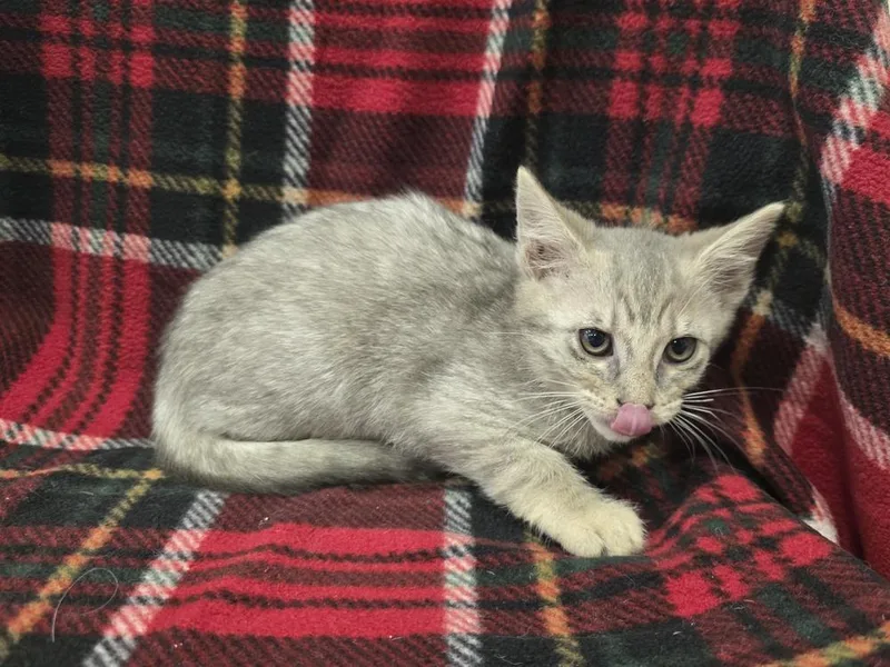 A baby small-sized female Gray & White Domestic Short Hair cat named Elena for adoption in Dickson, TN