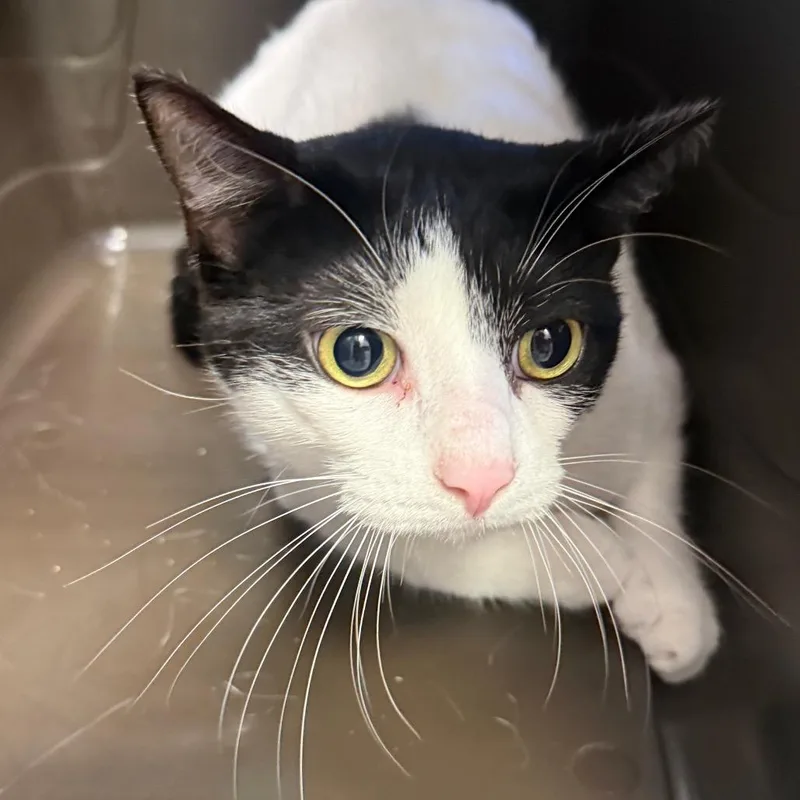 An adult large-sized male White Domestic Short Hair cat named Strider for adoption in West Olive, MI