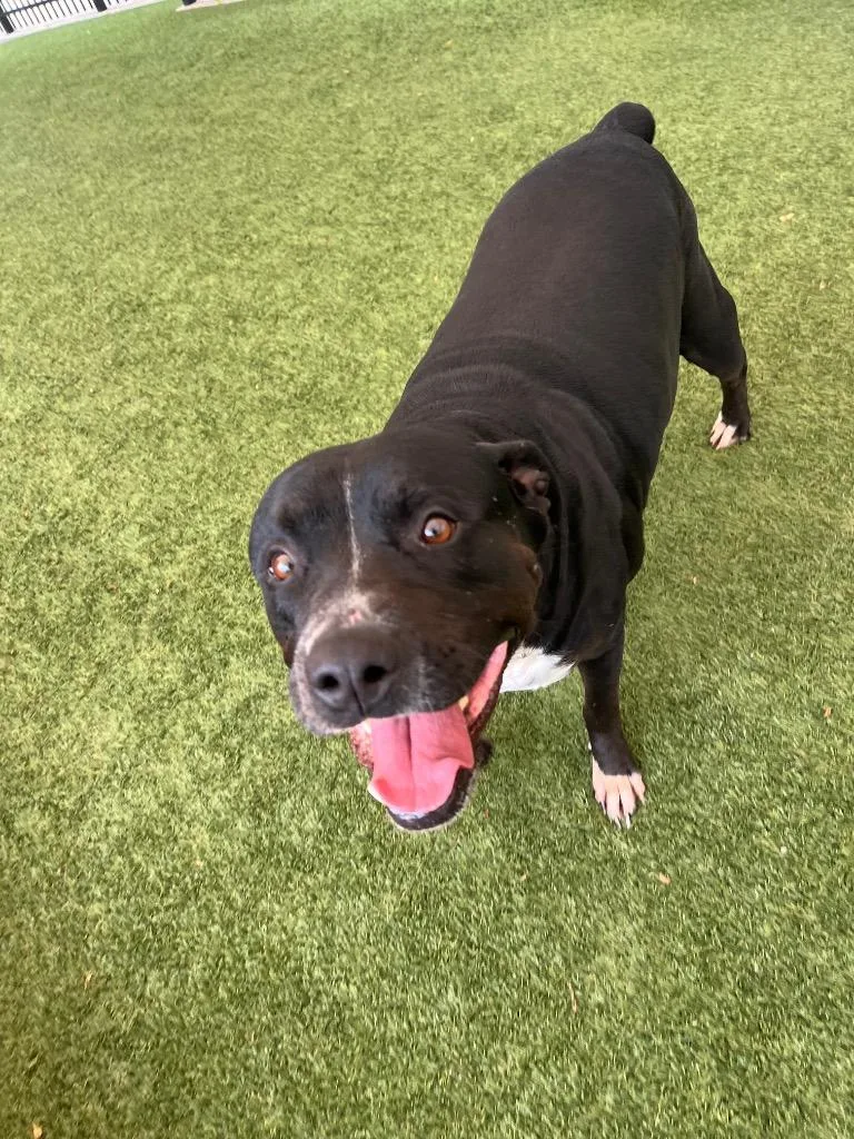 An adult large-sized female Rottweiler dog named Tillie for adoption in Seguin, TX