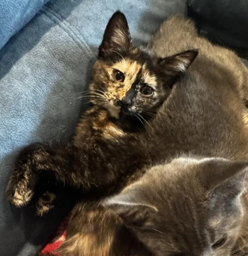 A young medium-sized female Tortoiseshell Domestic Short Hair cat named Aurora for adoption in Guthrie, OK
