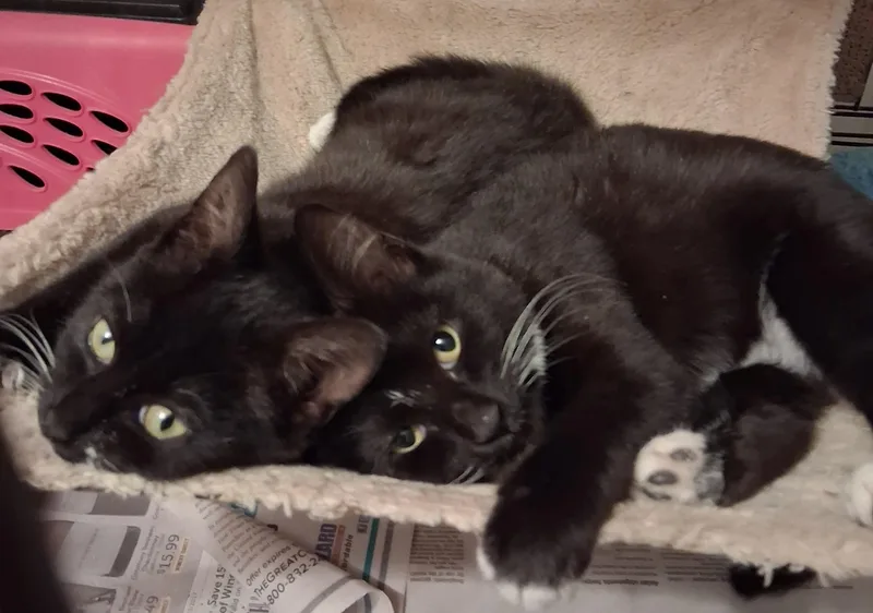 Celine & Dahlia thumbnail 2