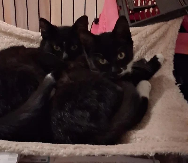 Celine & Dahlia thumbnail 3