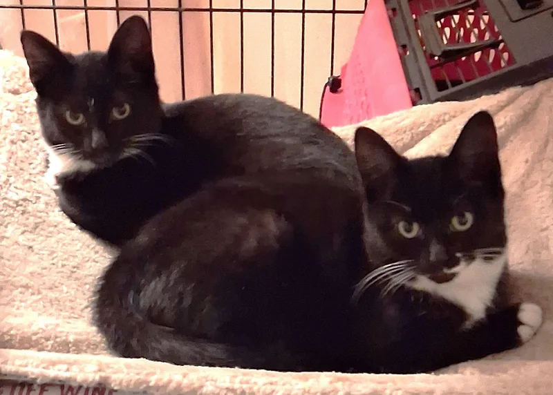 Celine & Dahlia thumbnail 4