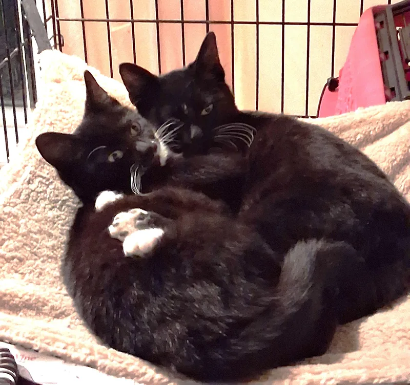 Celine & Dahlia thumbnail 5