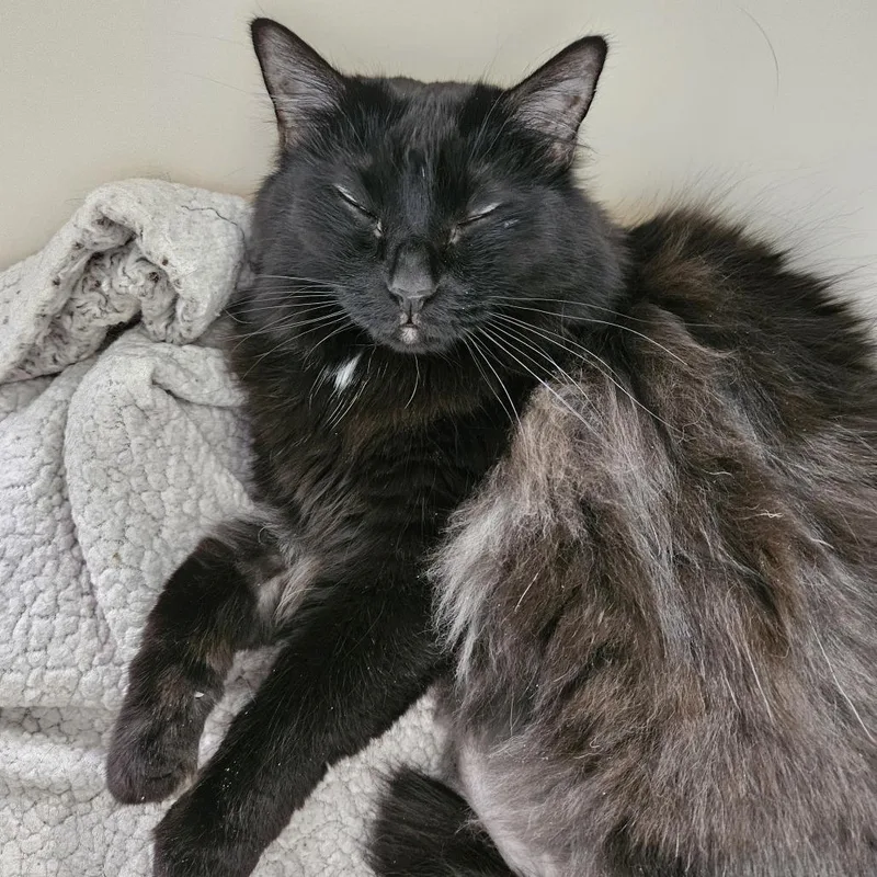 Luna Moth thumbnail 2